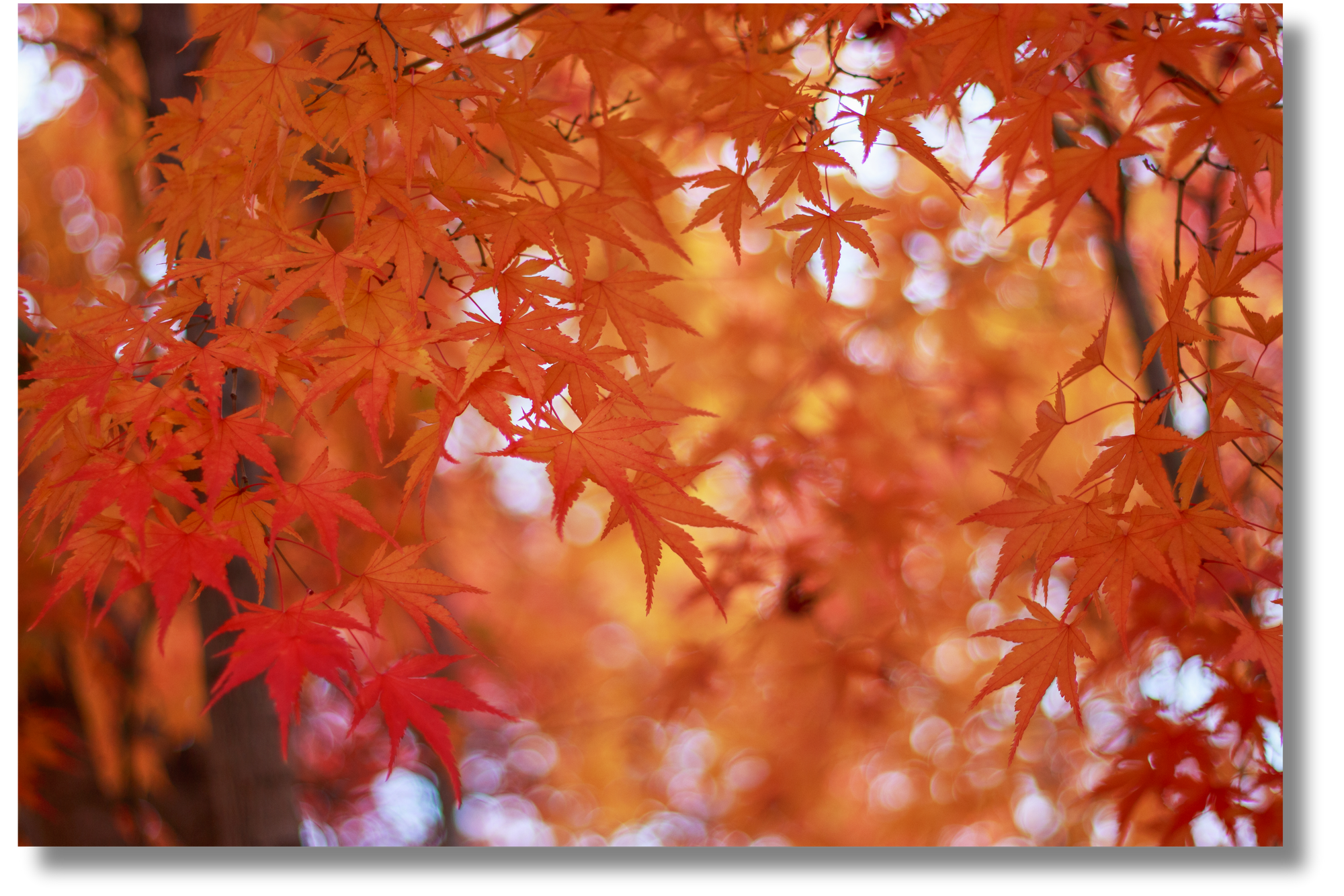 A Maple Trees with Red Leaves Close-up, Autumn Background.